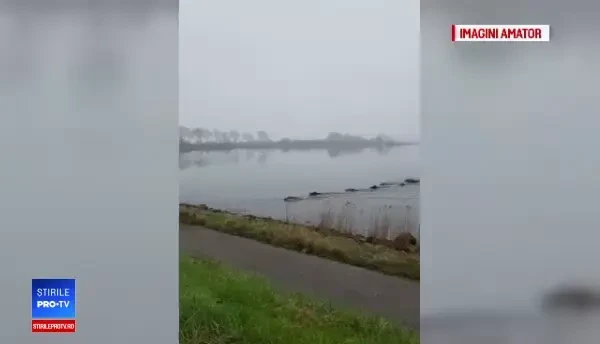 Criza pestei porcine s-a răspândit la cultivatorii de porumb. Ordinul dat de Daea