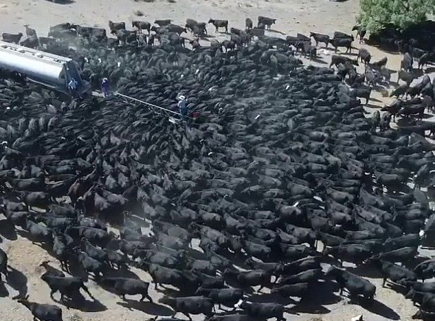 Sute de vaci însetate au înconjurat o cisternă cu apă în Australia, afectată de secetă. VIDEO