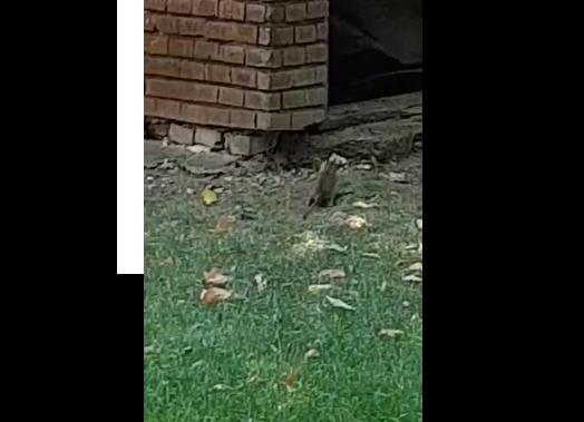 Şobolani filmaţi lângă Primăria Arad. USR: ”Un risc pentru sănătatea publică". VIDEO