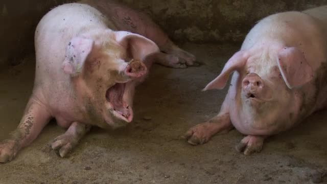 Sătenii care, în frunte cu primarul, îşi apără porcii de sacrificare. "Am fata la facultate, ce-i mai dau"