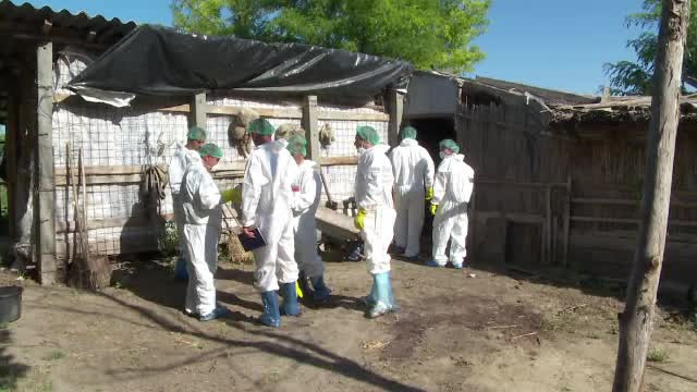 De teama pestei porcine, sătenii din Brăila și-au tăiat animalele înainte să vină DSVSA