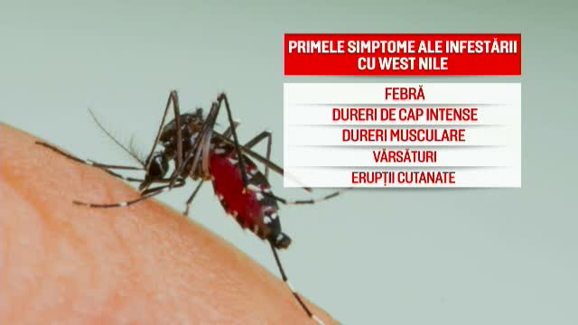 Fiul primei victime a virusului West Nile: ”Un tânțar să doboare așa un om?!””