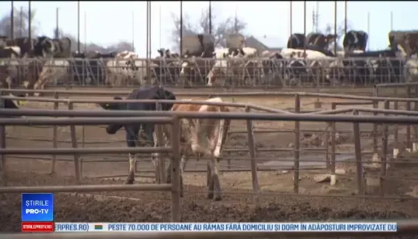 Cum a ajutat o cireadă de vaci la prinderea unui bărbat urmărit de poliție