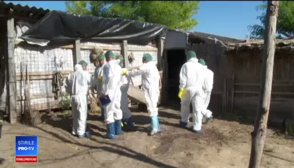 De teama pestei porcine, sătenii din Brăila și-au tăiat animalele înainte să vină DSVSA