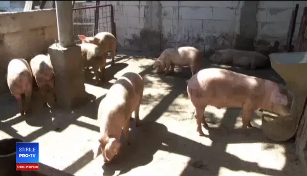 Haosul pestei porcine: până au venit medicii, unii oameni au tăiat animalele și au pus carnea în congelatoare