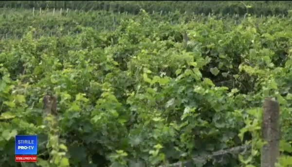 Zona unde producţia de struguri va fi cu până la 40% mai mică. Parazitul care afectează recolta