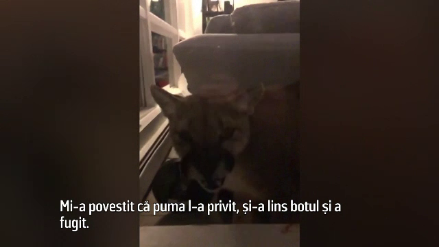 O pumă a intrat în casa unor americani, pe fereastră. Ce au descoperit după ce felina a plecat