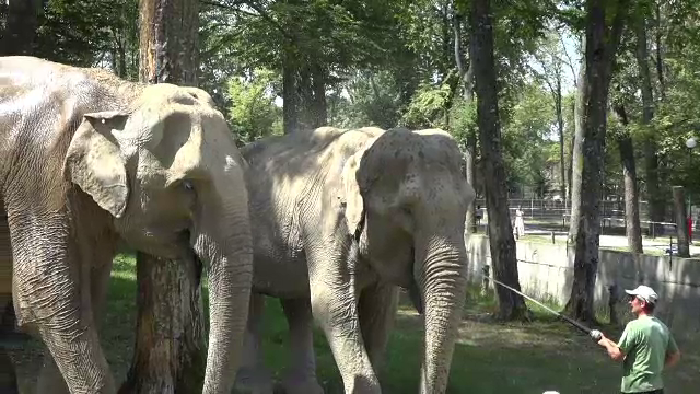Sărbătoare la o grădină zoologică unde trăiesc singurii doi elefanți din România
