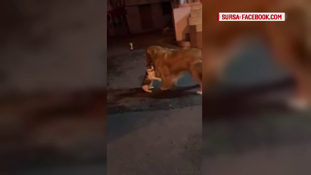 Un câine intervine în bătaia dintre două pisici. Filmarea care face senzație pe internet