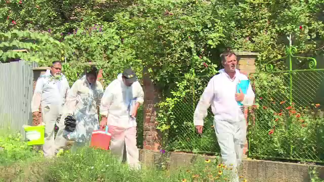 Sute de porci, masacrați în Bihor în lupta împotriva pestei porcine. Sunt peste 600 de focare