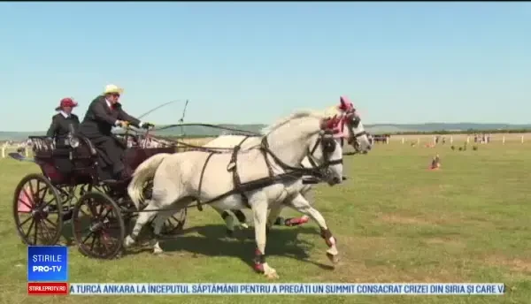 Concurs impresionant de trăsuri, la Bihor: „Costă între 5 și 15.000 de euro bucata”