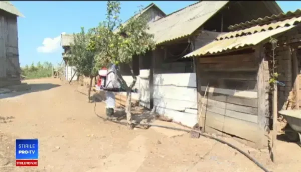 Sute de porci, masacrați în Bihor în lupta împotriva pestei porcine. Din asta am trăit