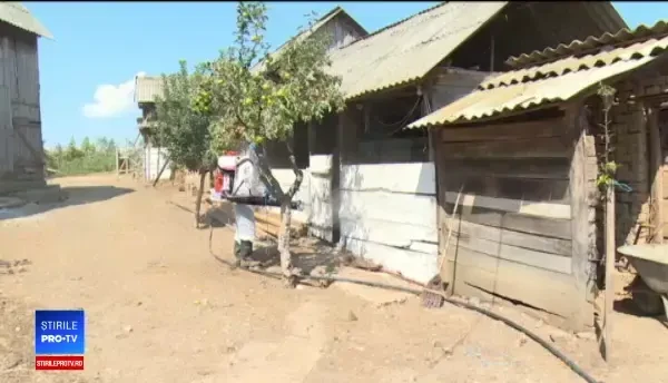 Sute de porci, masacrați în Bihor în lupta împotriva pestei porcine. Sunt peste 600 de focare