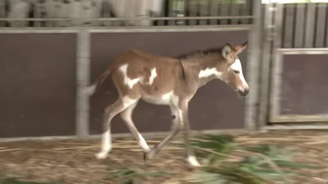 Creatura bizară care s-a născut la Circul din Budapesta. "E puiul lui Levente"