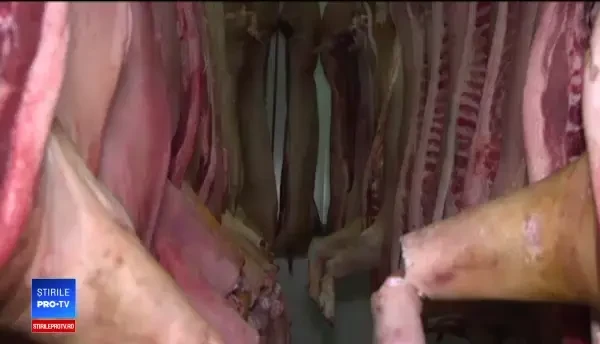 Piaţa cărnii din România, grav afectată de pesta porcină. Gropile cu porci morţi, bombe biologice