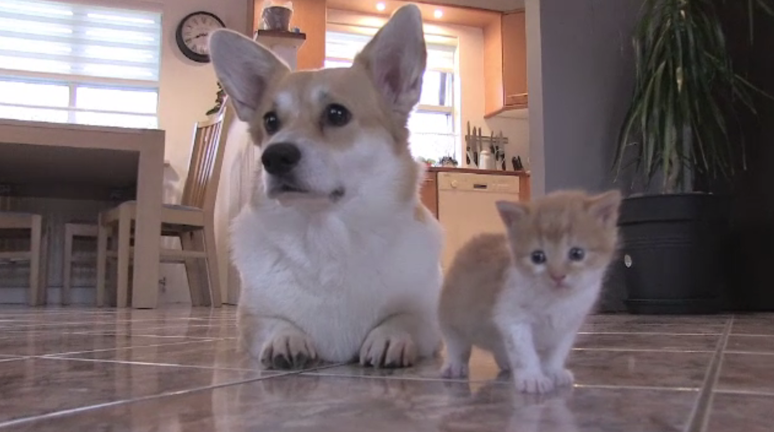 Un pui de pisică, adoptat de o cățelușă care și-a piedut toți puii la naștere