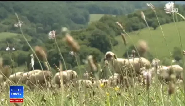 După pesta porcină, o nouă boală amenință animalele. Pentru noi ar fi falimentul