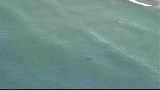 Bărbat atacat de rechin, în larg. A fost transportat la spital cu elicopterul