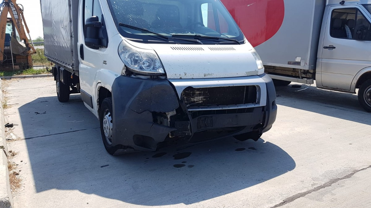 Un urs a fost lovit mortal de o camionetă pe Autostrada Sibiu - Orăştie