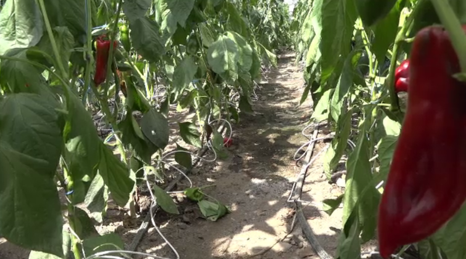 Administrațiile locale fac profit de pe urma fostelor sere lăsate în paragină. Prețul legumelor