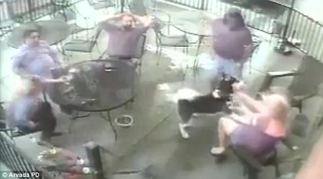 Tânără mușcată de față de un câine din rasa Husky. Momentul, surprins de camere. VIDEO