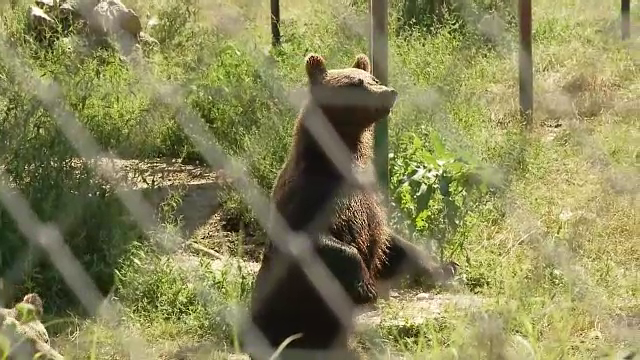 Greșeala comisă de îngrijitorii atacați de ursoaică la Grădina Zoologică din Braşov