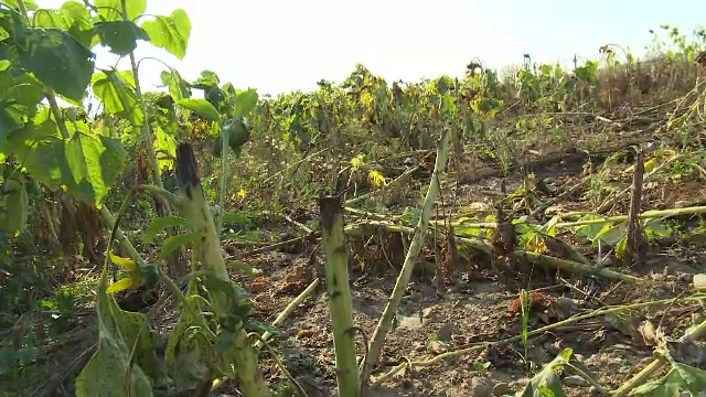 Mistreții fac ravagii în Bistrița Năsăud. La cât se ridică pagubele