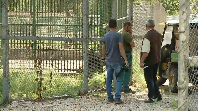 Doi îngrijitori, atacați de urși la Grădina zoologică din Brașov. N-ar fi respectat procedurile