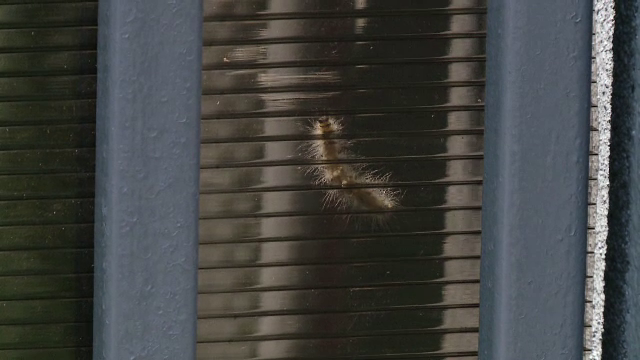 Invazie de omizi în Dolj. Sunt cu miile în pomii fructiferi, în viţa de vie, dar şi în casele oamenilor