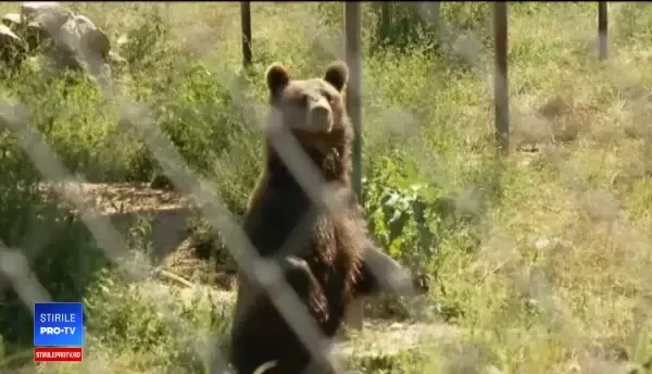 Greșeala comisă de îngrijitorii atacați de ursoaică la Grădina Zoologică din Braşov
