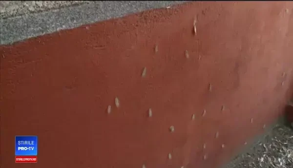 Invazie de omizi în Dolj. Sunt cu miile în pomii fructiferi, în viţa de vie, dar şi în casele oamenilor