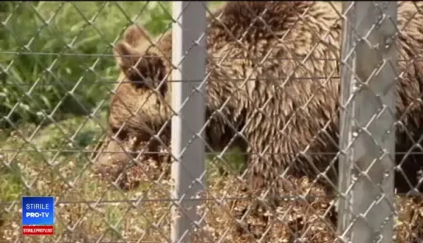 Doi îngrijitori, atacați de urși la Grădina zoologică din Brașov. N-ar fi respectat procedurile