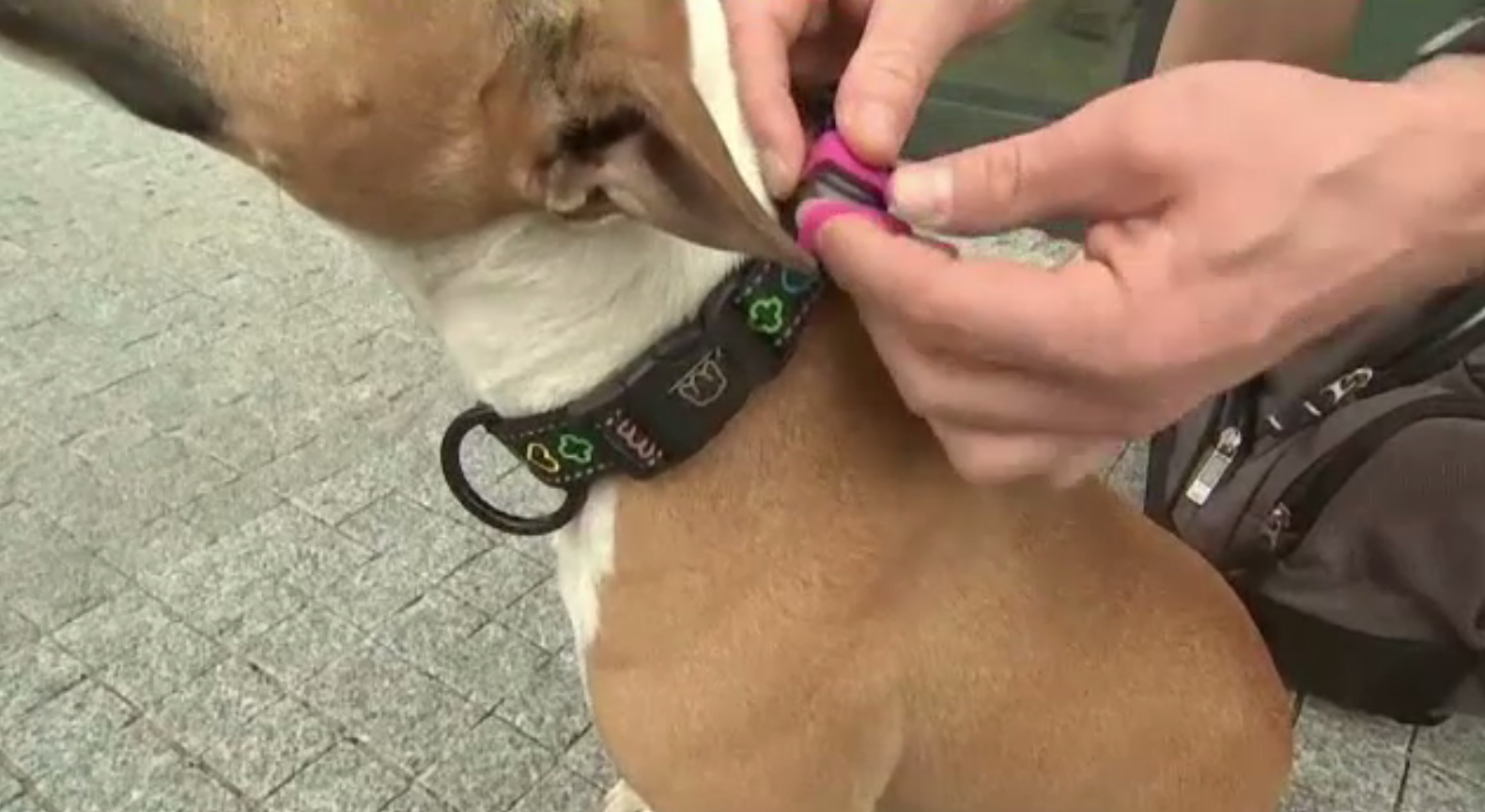 Gadgetul cu ajutorul căruia îți poți controla animalul de companie de la distanță