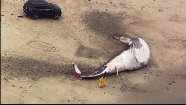 O balenă uriaşă a eşuat pe o plajă din Massachussetts. Explicația cercetătorilor