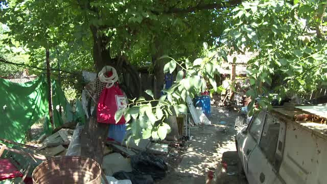 crescatorie porci Braila