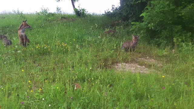 Guvernul a uitat de ultimele păduri sălbatice de pe continent, aflate în România