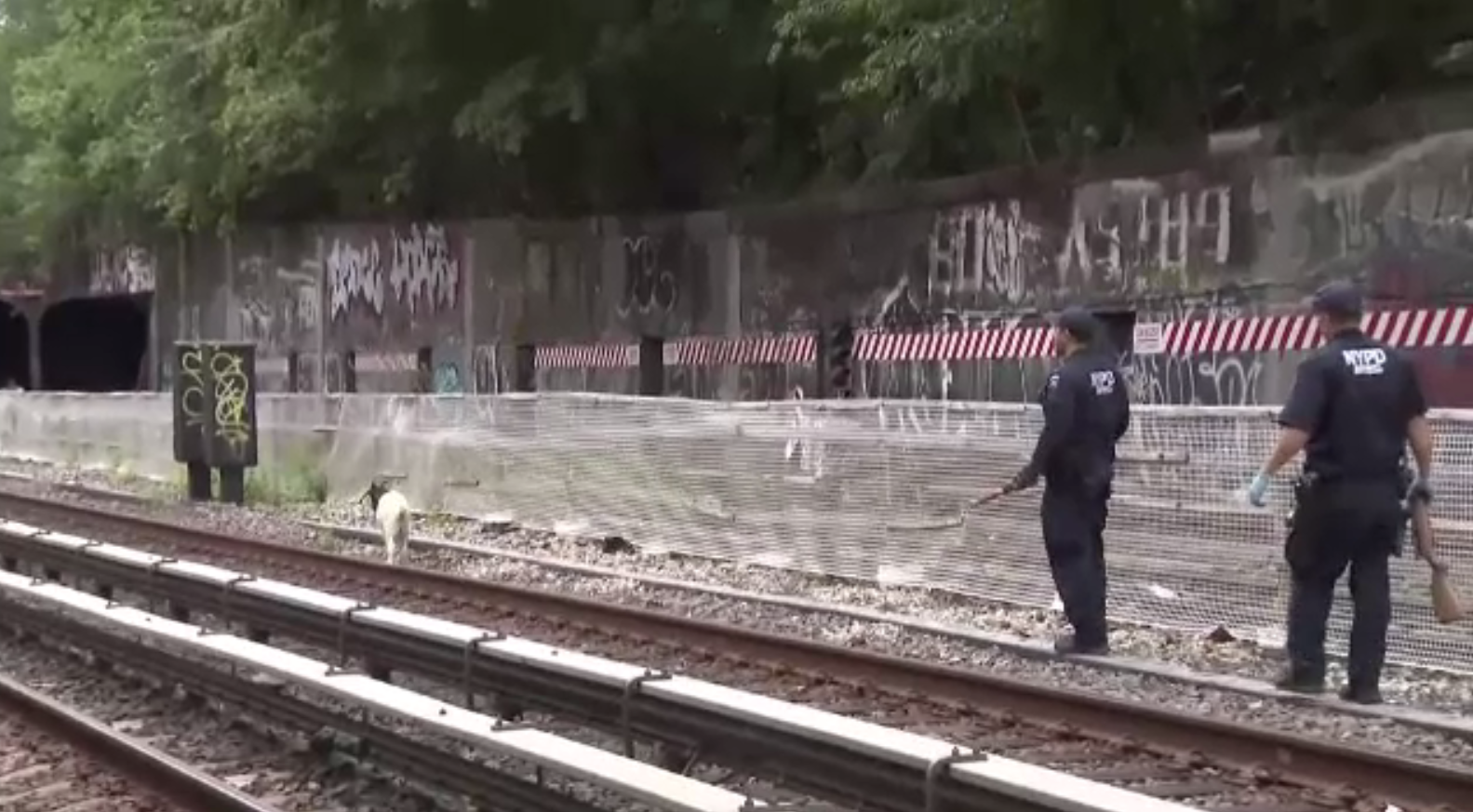 Circulația la metrou, dată peste cap de apariția unor capre. Cum au fost alungate