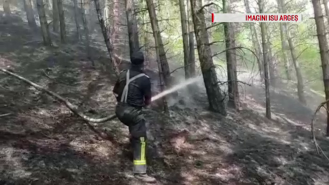 Incendiu puternic într-o pădure de pin, în Argeș. Intervenția dificilă a pompierilor