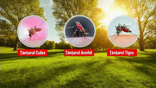 Europa, în pragul unei epidemii. În România avem 3 specii de ţânţari periculoşi