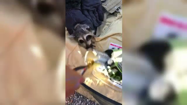 Raton blocat într-o cutie de conservă. Misiunea de salvare, filmată