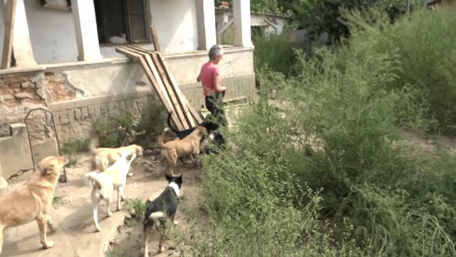 80 de câini şi 60 de pisici, într-o curte din Buzău. Vecinii sunt disperați: ”Mizerie, fecale, hoituri”