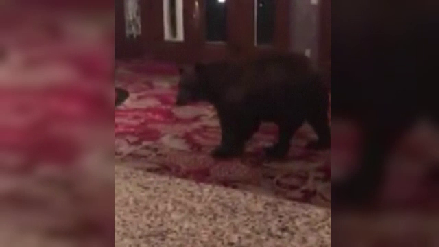 Urs surprins de camerele de supraveghere în holul unui hotel, în SUA