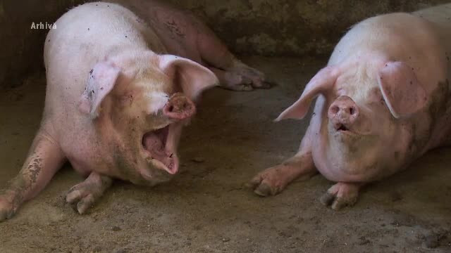 Pesta a scăpat de sub control. Ar putea urma un masacru în a doua mare fermă din Europa