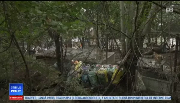 80 de câini şi 60 de pisici, într-o curte din Buzău. Vecinii sunt disperați