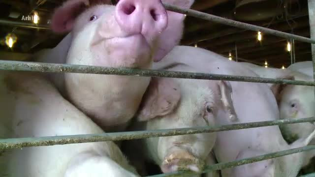 Autoritățile ruse susțin că pesta porcină ar fi putut ajunge în China din UE