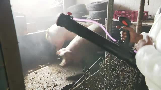Operațiune fără precedent de luni, în România: 140.000 de porci vor fi uciși