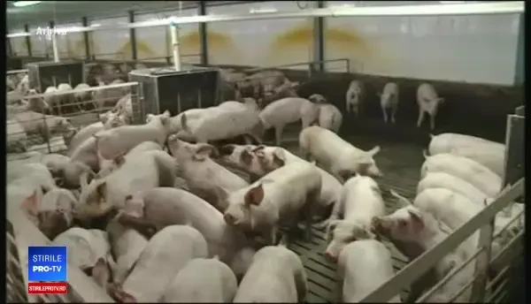 Pesta, confirmată în a doua mare fermă din Europa. 140.000 de animale vor fi ucise