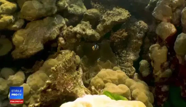 Specia de pești pe cale de dispariție, din cauza animației „În căutarea lui Nemo”