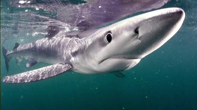 Fotograf, față în față cu un rechin, la 40 km de țărm: „Cred că ne-am privit în ochi”