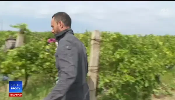 Pensionarii au venit în locul asistaților social pentru a culege strugurii. Câți bani primesc